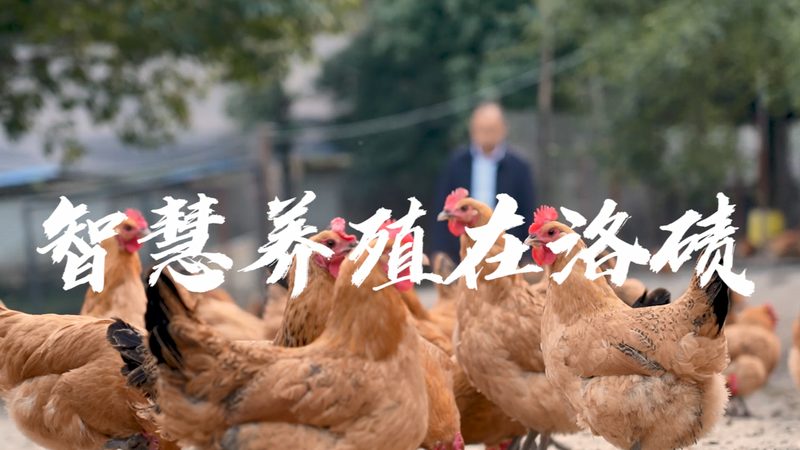 PCR检测：了解其核心原理